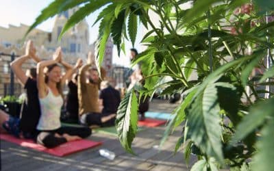 Namaste, Cannabis Yoga