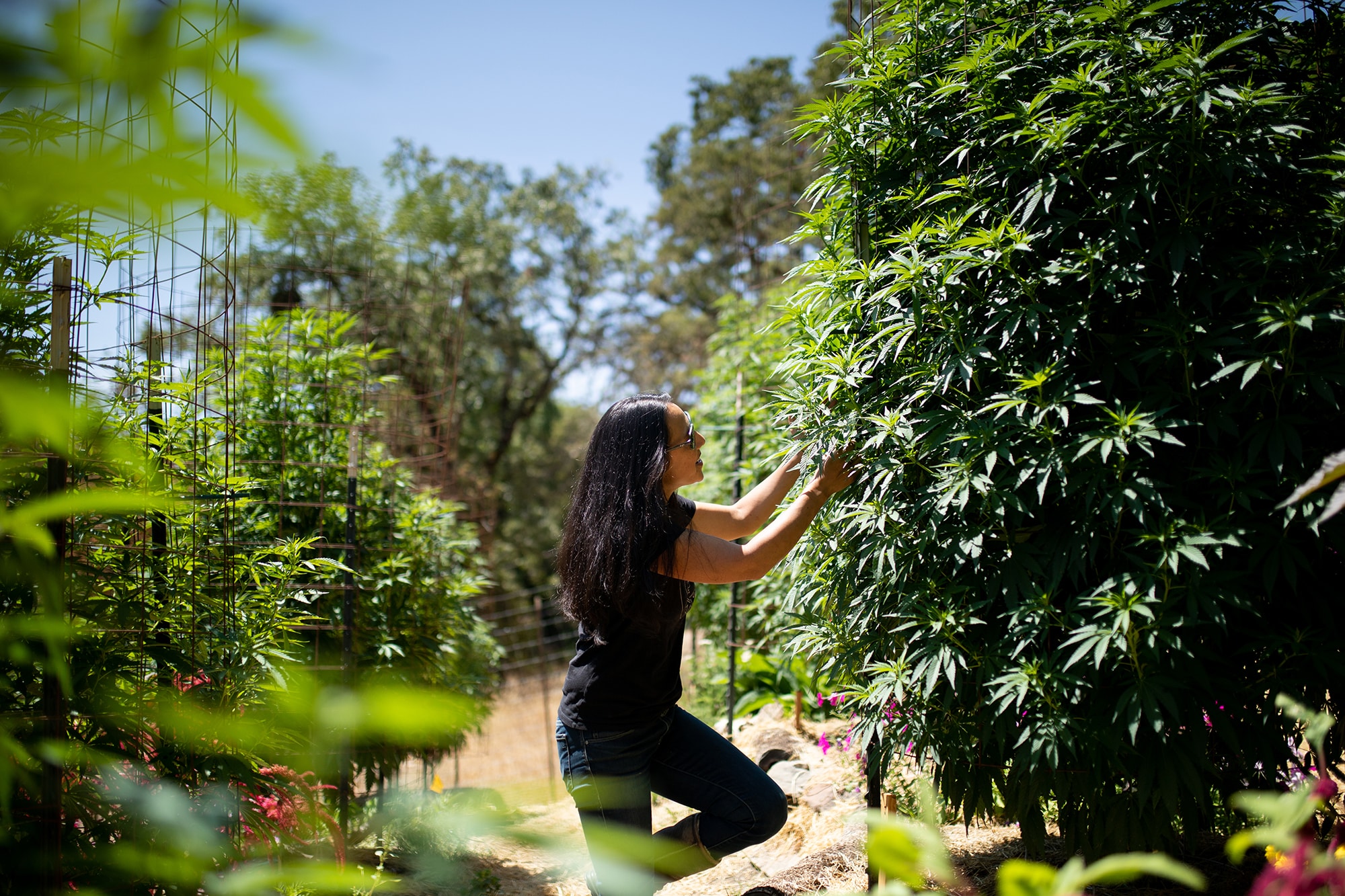 woman posing with cannabis plant