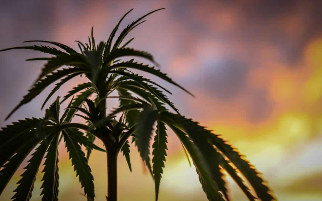 green palm tree during sunset
