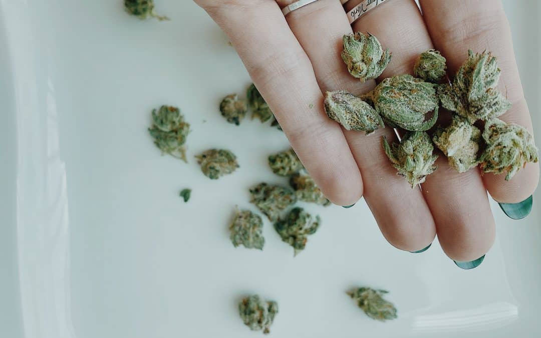 Cannabis buds on hand