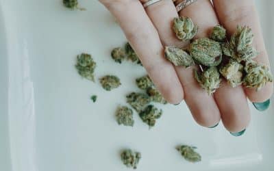 Virginia, Connecticut Legalize Adult-Use Cannabis